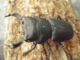 キュウシュウヒメオオクワガタ　成虫ペア