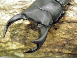 香川県産 オオクワガタ成虫ペア
