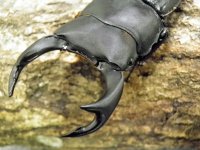 香川県産 オオクワガタ成虫ペア