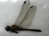 ■標本　アキアカネ　♂