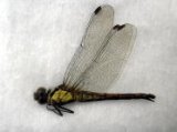 ■標本　ヒメアカネ　♀