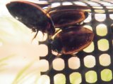■クロズマメゲンゴロウ　1匹