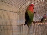 ■コザクラインコ
