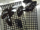 ■近畿産　コガタノガムシ  3匹セット