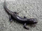 ■オオダイガハラサンショウウオ　3匹セット