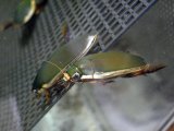 ■奄美大島産 コガタノゲンゴロウ ペア