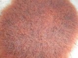 ■国産イトメ 30ｇ　（イトミミズ）