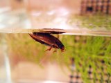 ■ヒメゲンゴロウ　1匹