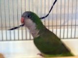 ■オキナインコ