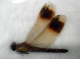 ■標本　ミヤマアカネ　♀