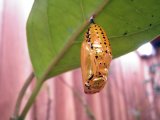 ■オオゴマダラチョウ（蛹） 1個