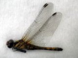 ■標本　ナツアカネ　♀