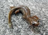 ■カスミサンショウウオ亜成体