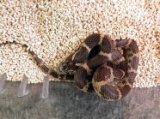 ■サキシママダラ　Mサイズ