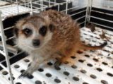 ■ミーアキャット