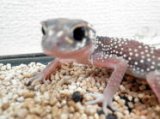 ■アンダーウッディサウルス