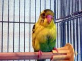 ■セキセイインコ