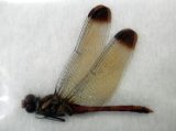■標本　リスアカネ　♂