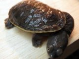 ■ジーベンロックナガグビガメ