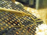 ■ミズカマキリ　