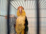 ■シロハラインコ