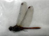 ■標本　マユタテアカネ　♂