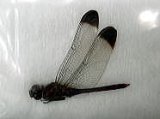 ■標本　コノシメトンボ　♂