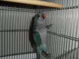 ■オキナインコ