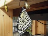 ■オオゴマダラチョウ 幼虫3匹セット