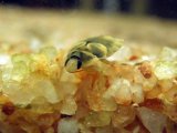 ■ナベブタムシ　1匹