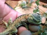 ■カエルアタマアガマ