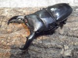 アマミヒラタクワガタ　幼虫セット