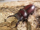 南紀コクワガタ　幼虫５頭セット