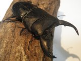 アチェ産　スマトラヒラタクワガタ　Ｓサイズ　ペア