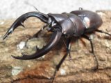 アマミノコギリクワガタ　幼虫　5頭セット
