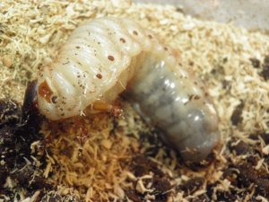 画像2: ■オキナワカブトムシ 幼虫ペア