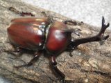 ヤマトカブトムシ 幼虫