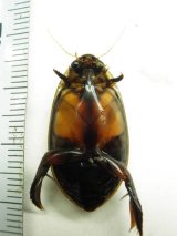 ■ヒメフチコガタノゲンゴロウ？　♀単品