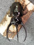 画像2: コーカサスオオカブトムシ　幼虫10匹 (2)