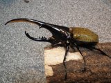 ■ＤＨ・ヘラクレスオオカブトムシ　　●幼虫 　100匹