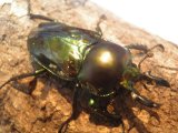 ニジイロクワガタ　Sサイズ　ペア