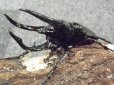 画像1: コーカサスオオカブトムシ　幼虫10匹 (1)
