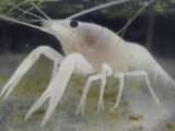 ■ホワイトザリガニ　　　1匹