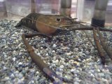 ■コンジンテナガエビ　　　１匹