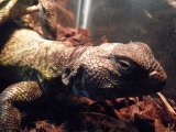 ■サバクトゲオアガマ