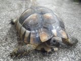 ■マルギナータリクガメ