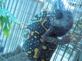 ■エボシカメレオン　メス