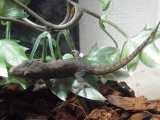 ■ホオグロヤモリ