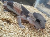 ■ニシアフリカトカゲモドキ　　　　　