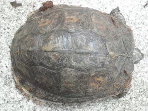 画像7: ■コスタリカアカスジヤマガメ　ペア　No.1